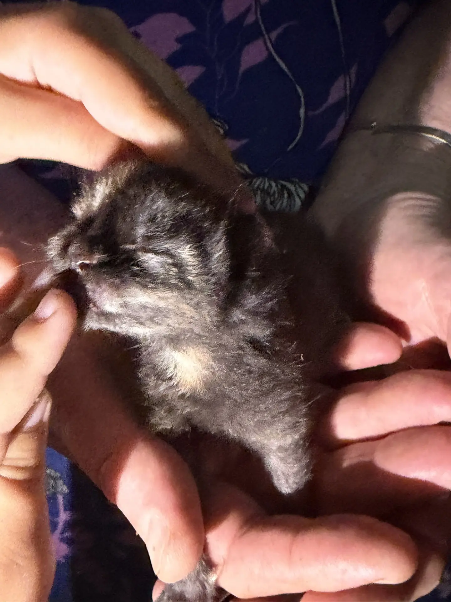 А у нас сегодня кошка … родила одного котенка!

Несмотря на любой ужас за окном - жизнь побеждает!

