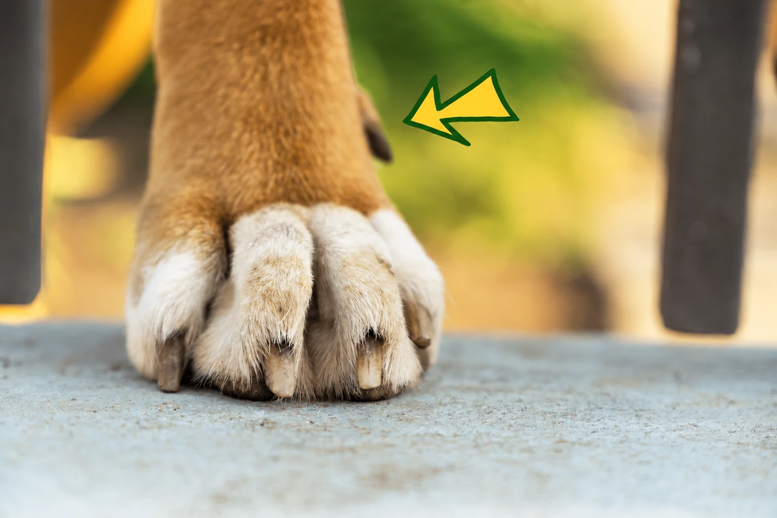 🐾 Зачем собаке нужны прибылые пальцы и когда их удаление оправдано?