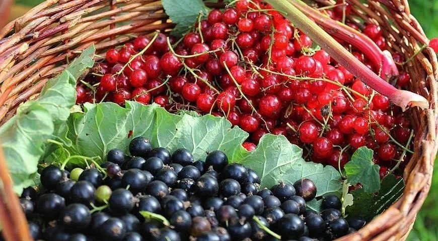 Чем подкормить смородину, чтобы получить максимально возможный урожай?