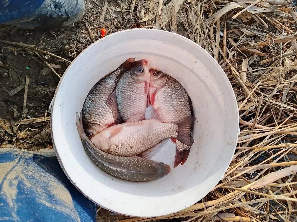 Рыбалка хутор Верхний, на червячка🪱 Место — канал за продуктовым магазином.🐠  Рыбалка в Краснодарско