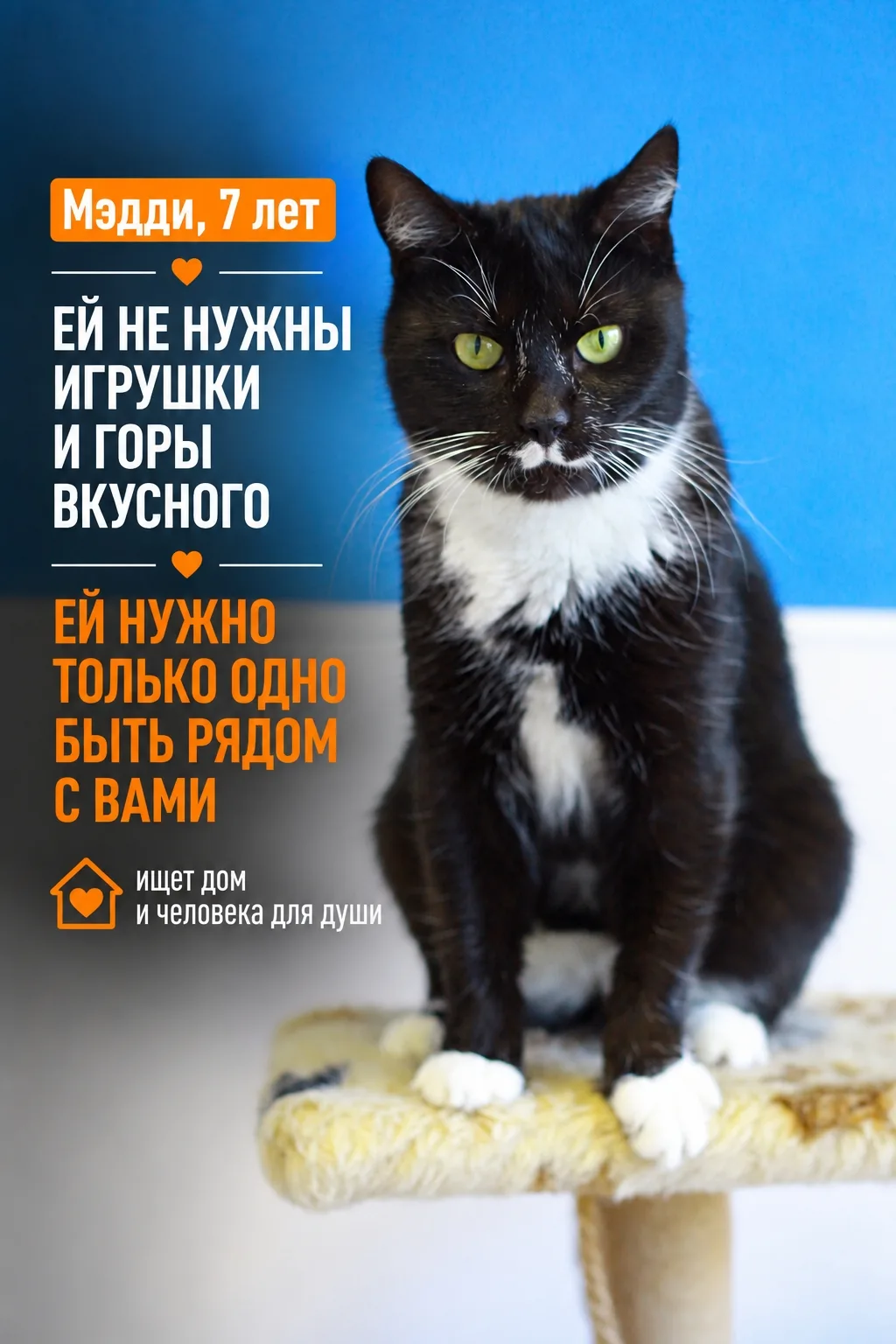 Для некоторых кошек человек — это тот, кормит и заботится. Но для Мэдди человек — это с...