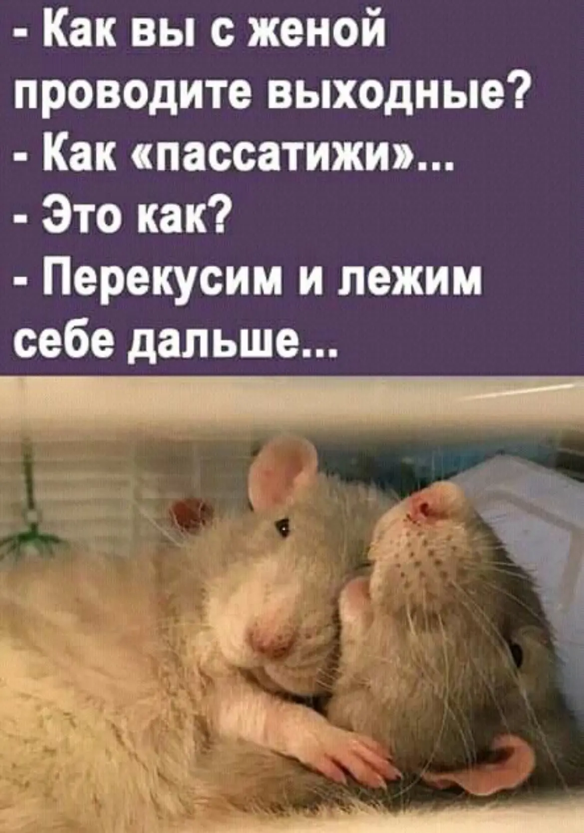 Дурилка картонная