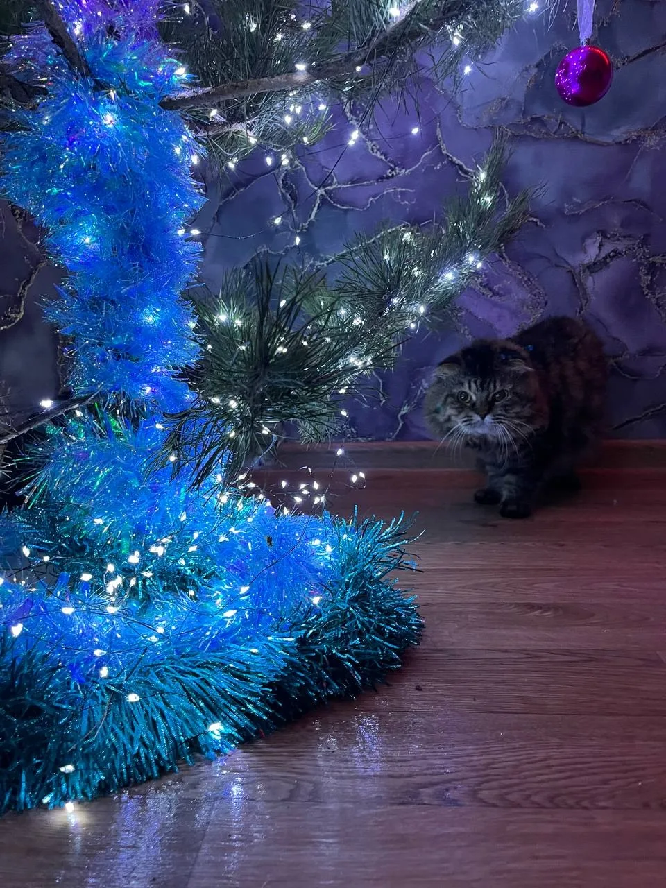 Потерялся кот!