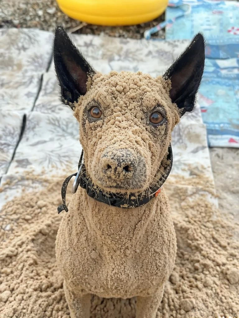 Ещё чуть-чуть покопался🐾, думаю, как и тогда, ничего не изменилось🐶.