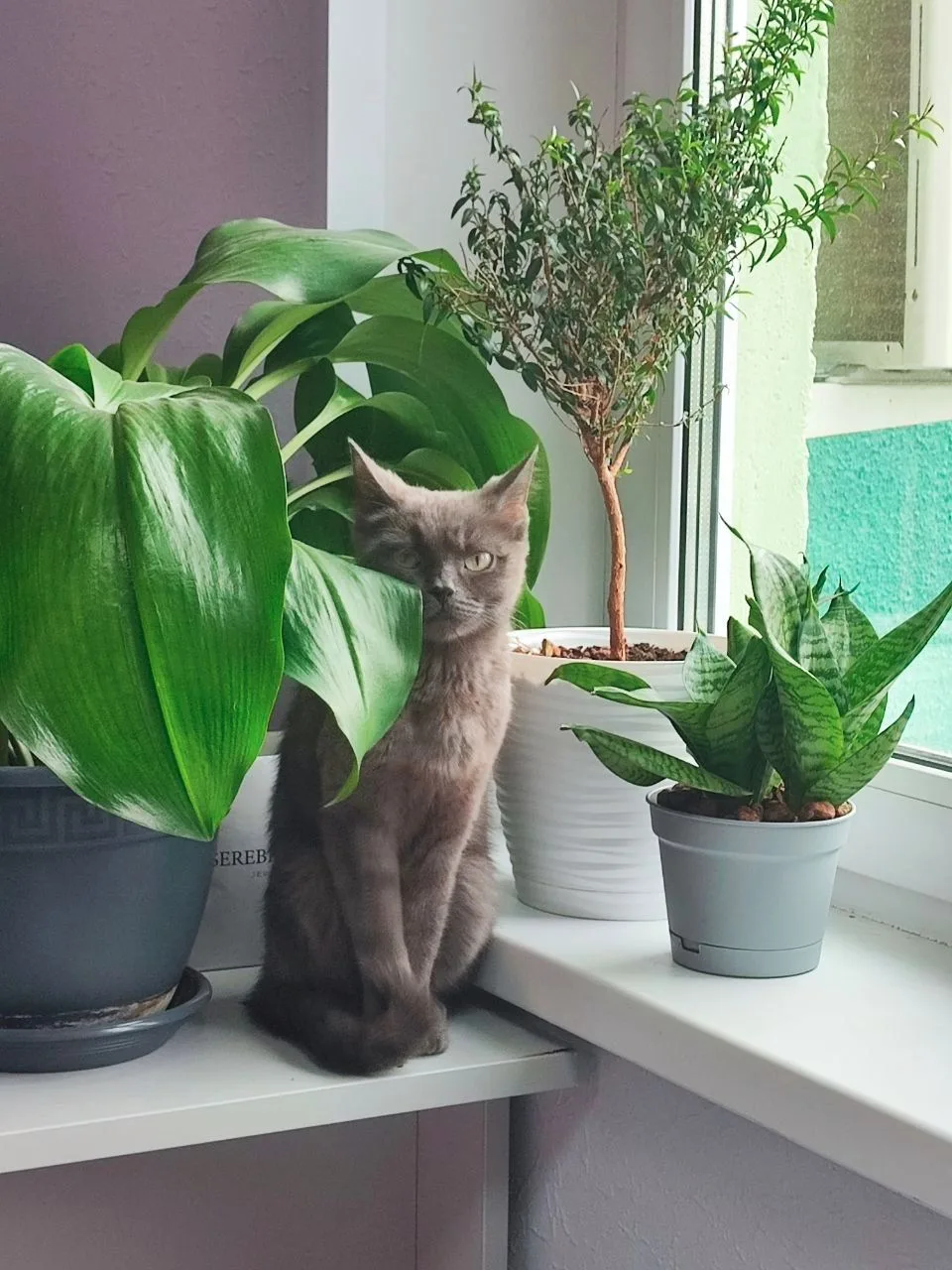 Поможем найти дом очаровательной Асе! 🐱💔🏡