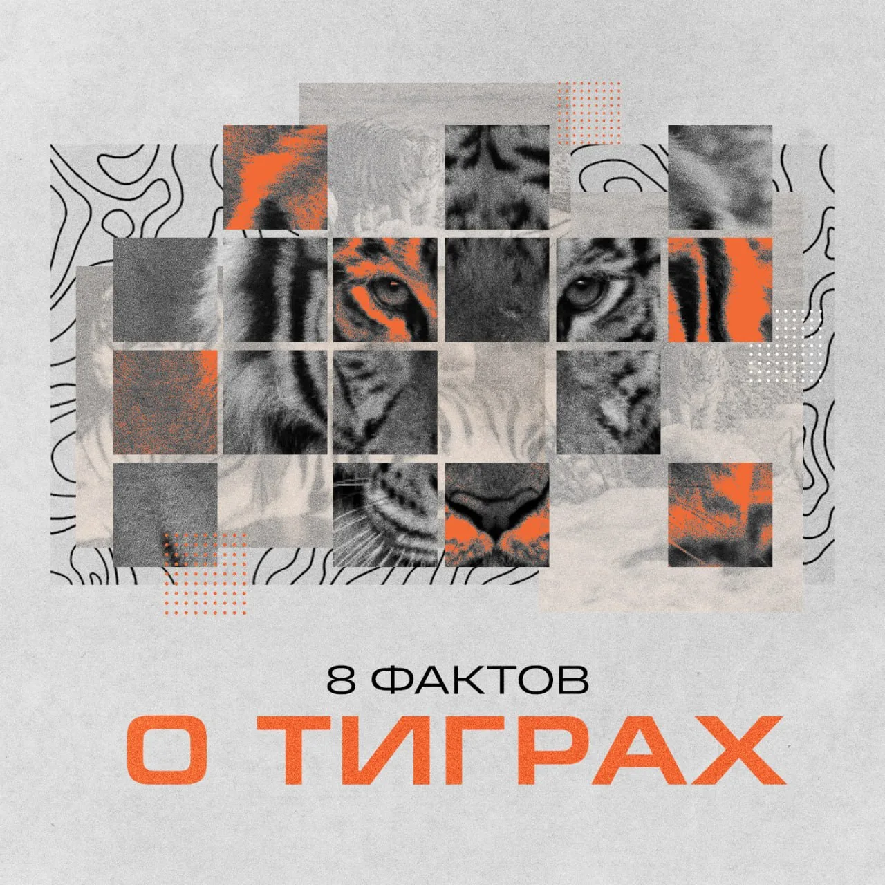 29 июля отмечают Международный день тигра. Этот праздник учредили в 2010 году, чтобы привлечь вниман