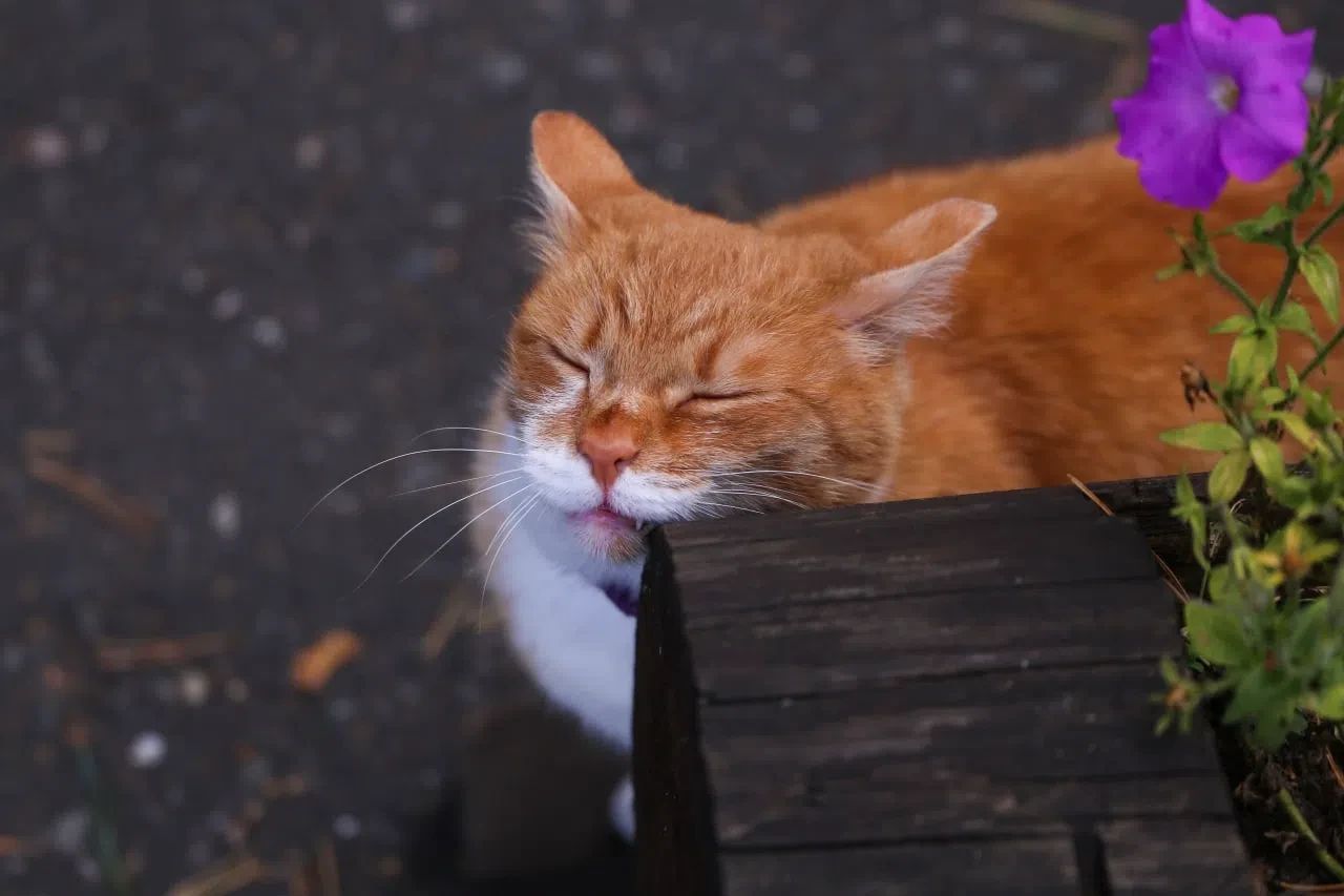 🐈 Доброе утро от кота Петроглифа!
