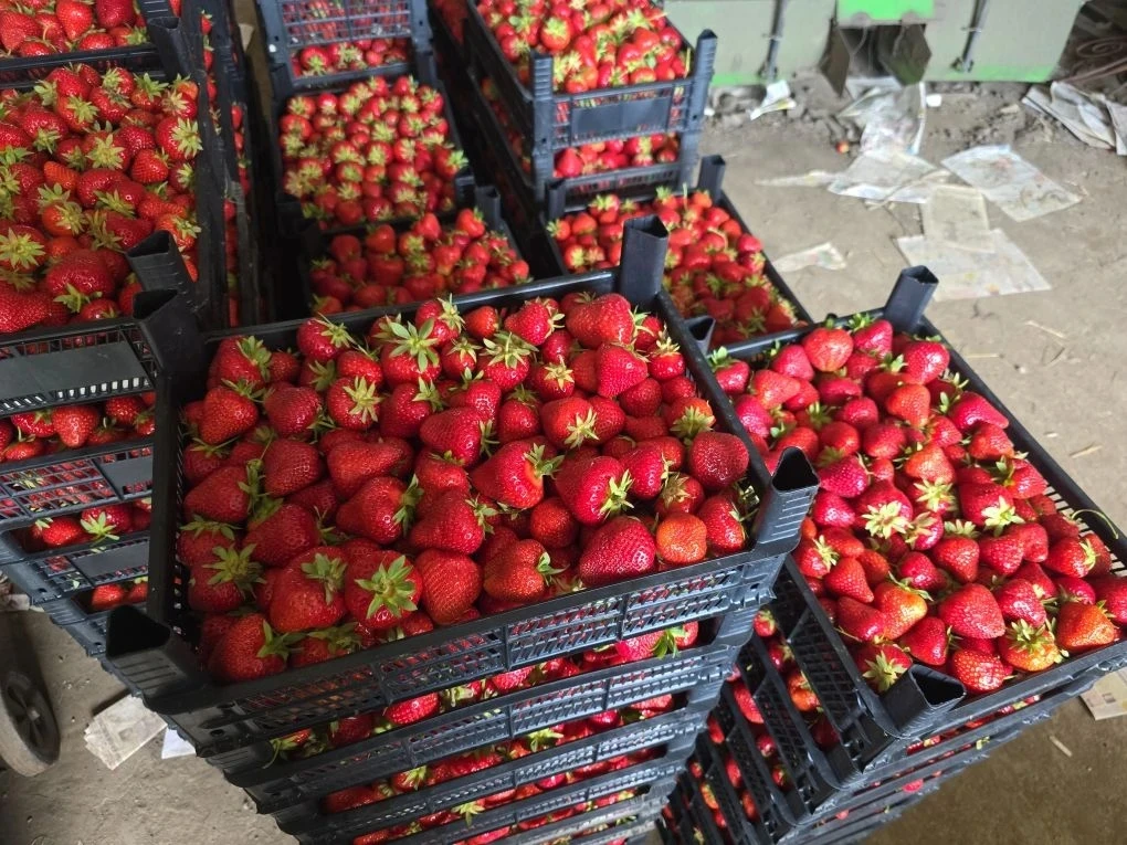 Самовывоз. 
В наличии 🍓 150р.
Ясная 60.
89181274802