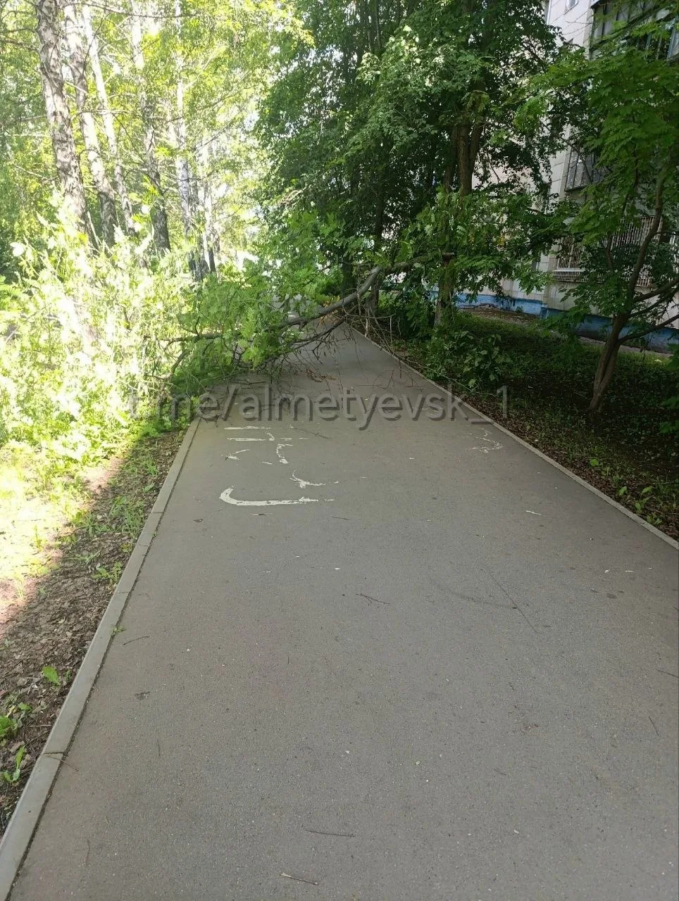 Часть дерева упала на тротуар в Альметьевске