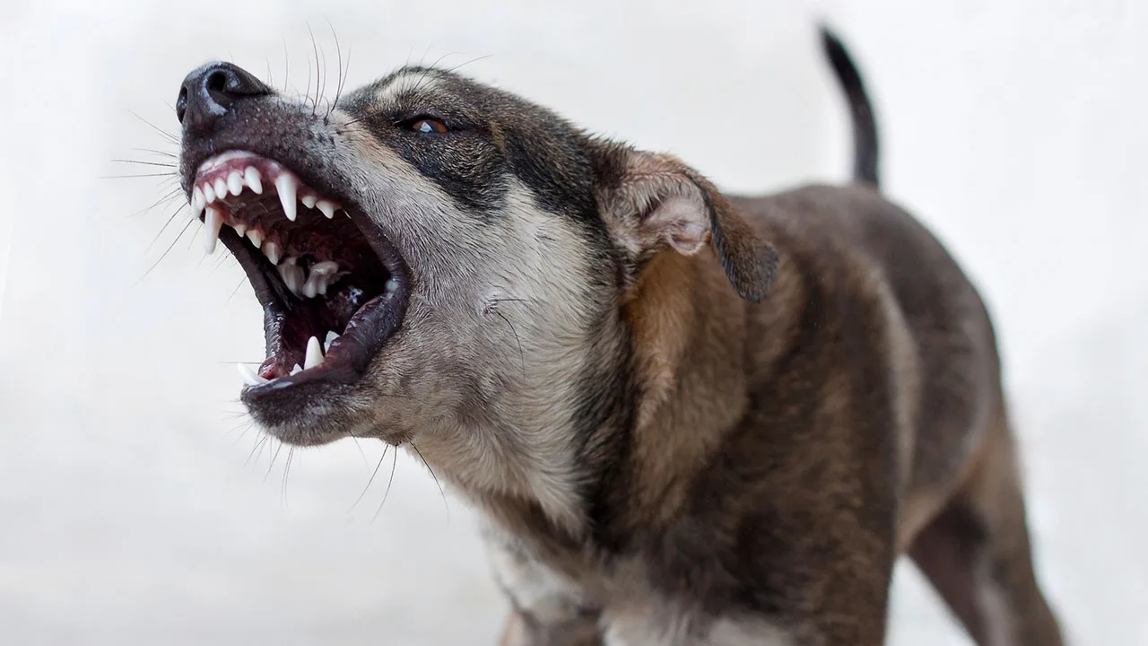 🐕 После нападения бездомной собаки подростку из Усольского района выплатят компенсацию.