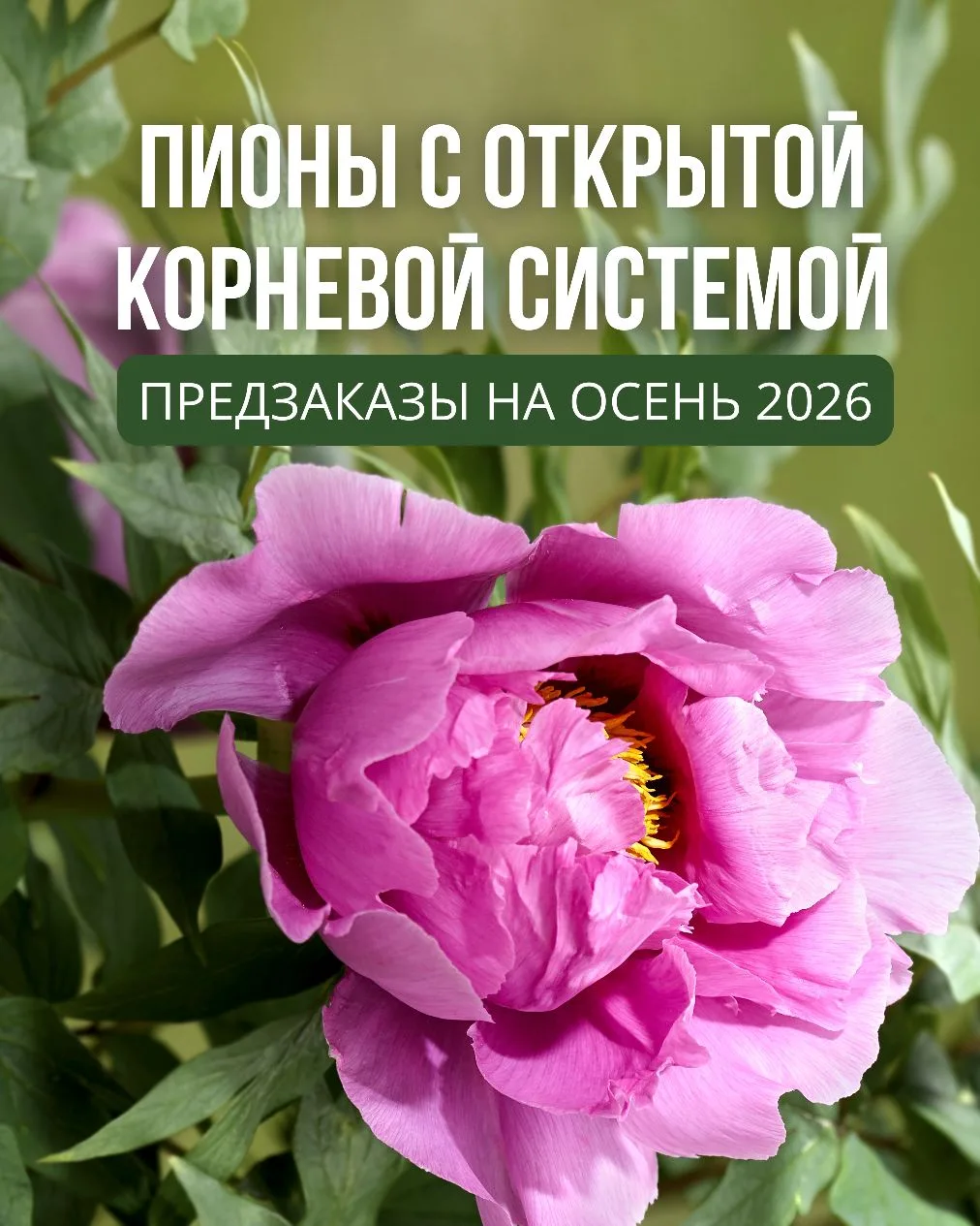 Пионы с открытой корневой системой! Осень 2026!