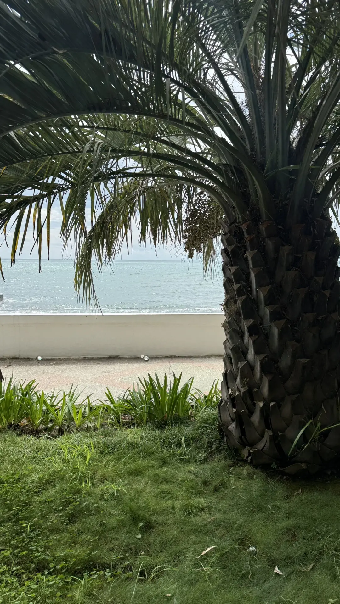 ☀️🌊🌴