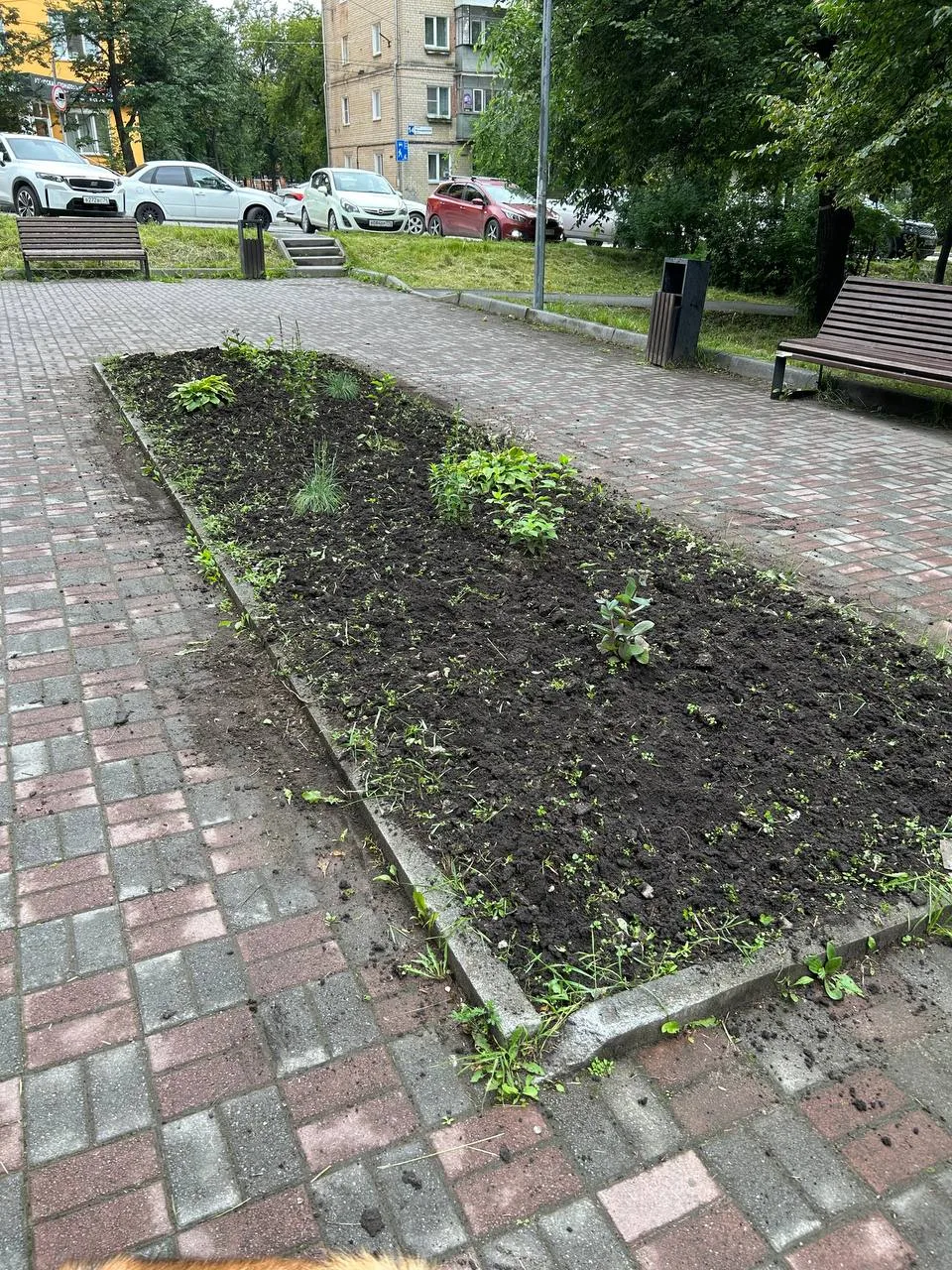 🥀 «Позорнейшие клумбы»: жители Машгородка возмущены состоянием цветников в центре района