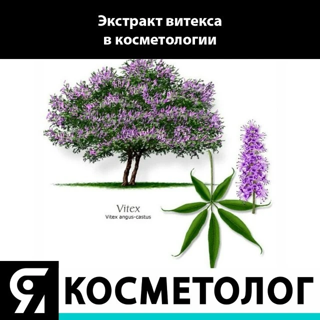 Витекс священный известен также как Древо целомудрия. В медицине применяется с античных...