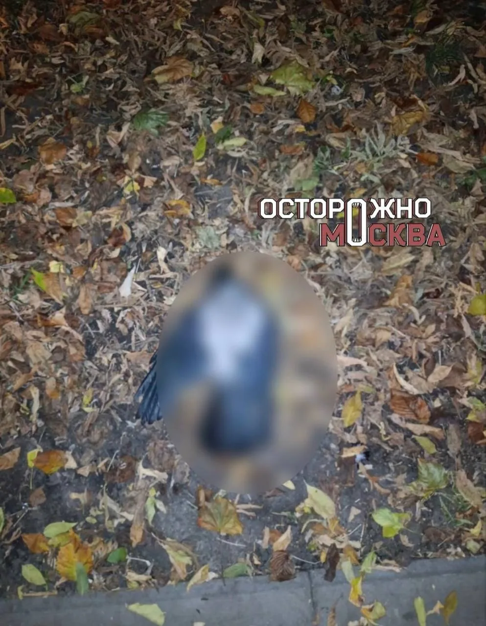 Дети забили камнями кота и нескольких птиц, утверждают жители Шелепихи.
