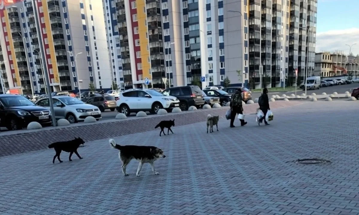 Бродячие собаки покусали пятерых детей в Пудожском районе