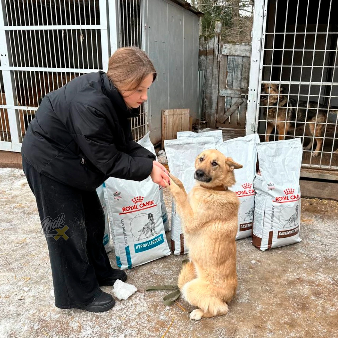 Екатеринбуржцев приглашают на благотворительный субботник 🐾