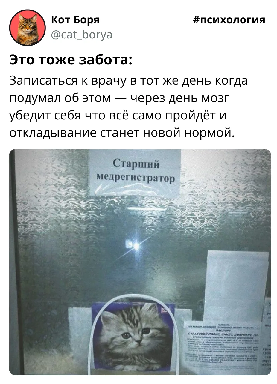 Кот Боря: Психолог с лапками