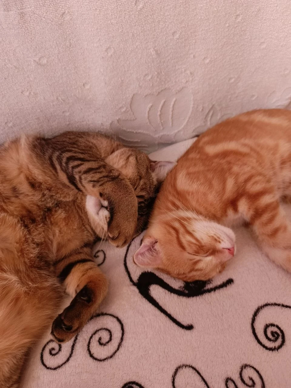 Сегодня, 4 октября — Всемирный день животных! 🐾