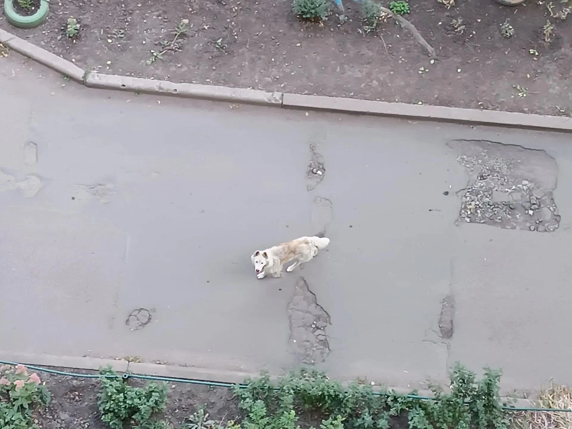 На улице Щетинина замечена собака породы хаски кремового цвета, больше 2-х недель.