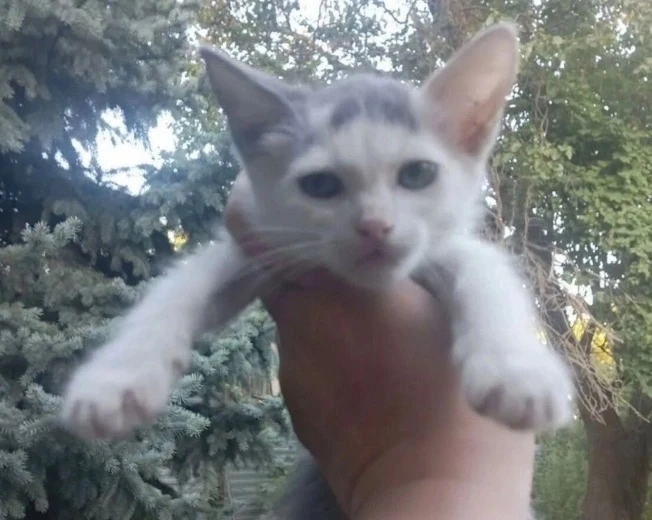 🐈В Ростове котёнка «без породы» продают за 100 миллионов рублей