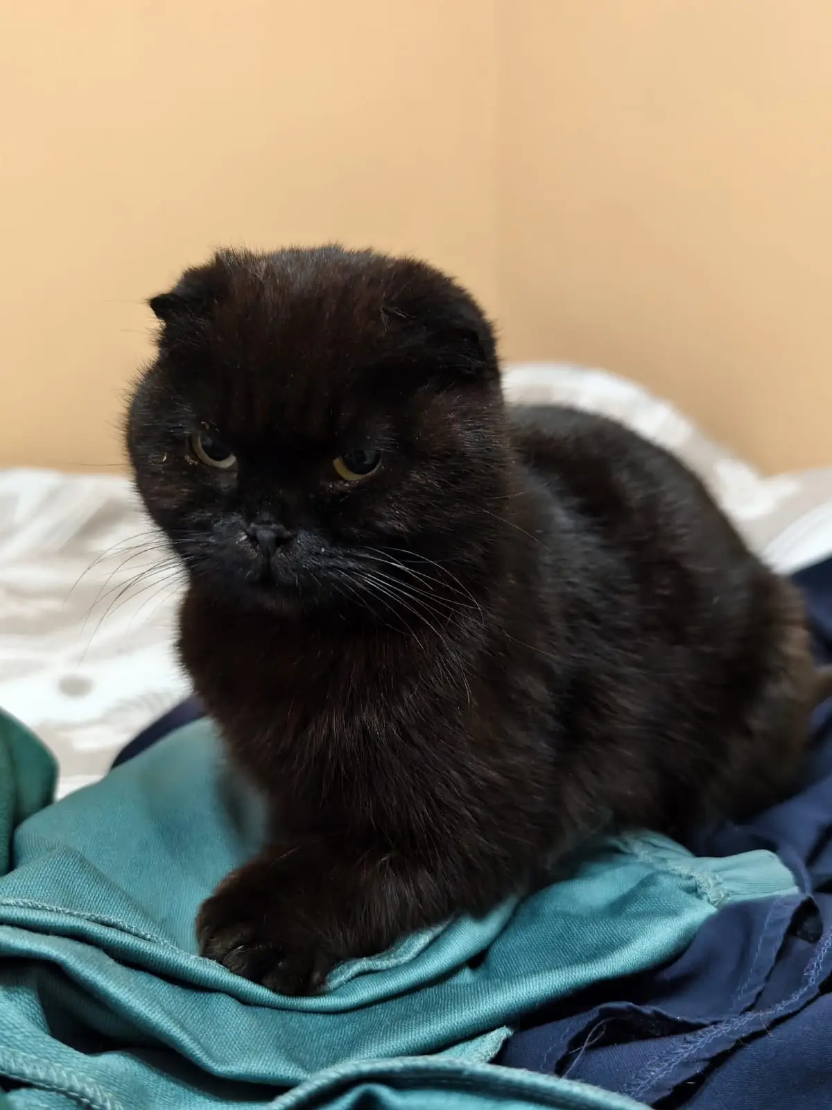 Повторю кошку с котенком. Может повезет. Времени у них нет, в  пятницу выпускают.