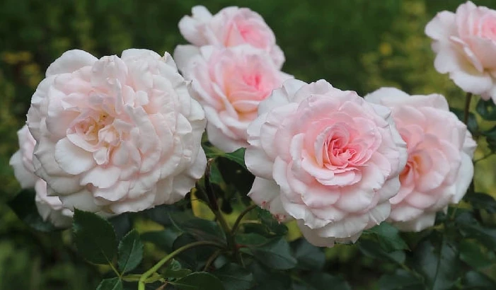 🌹✨ Конец июня — поворотный момент для роз. Первая волна цветения отшумела, и куст либо заложит мощн
