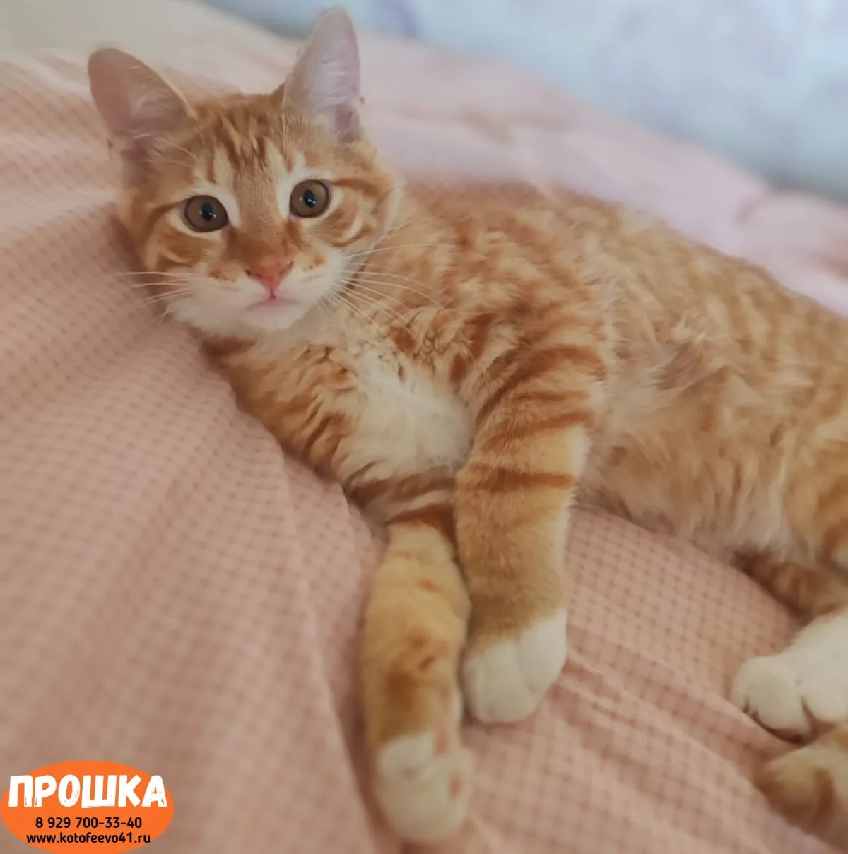 Котёнок *Прошка*