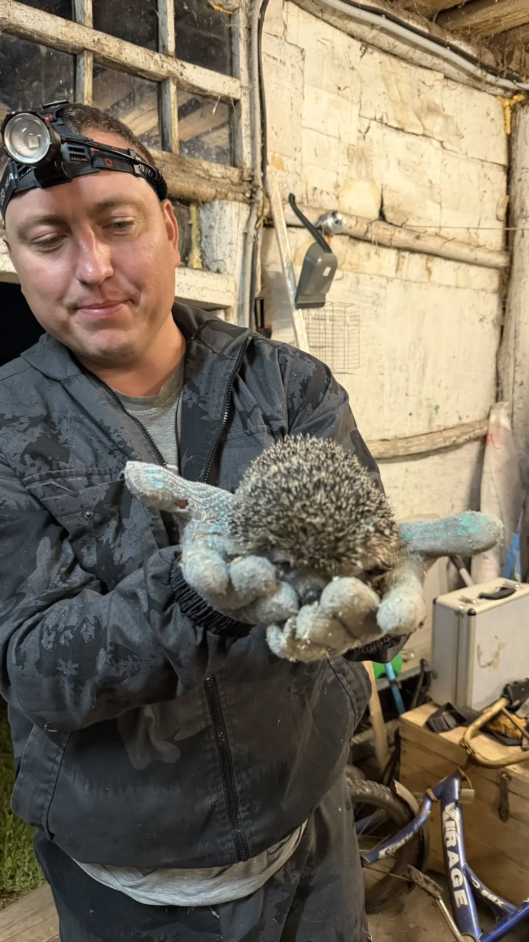 Нашли ежика на участке🦔. Леша баню топил и нашел в томатах)))