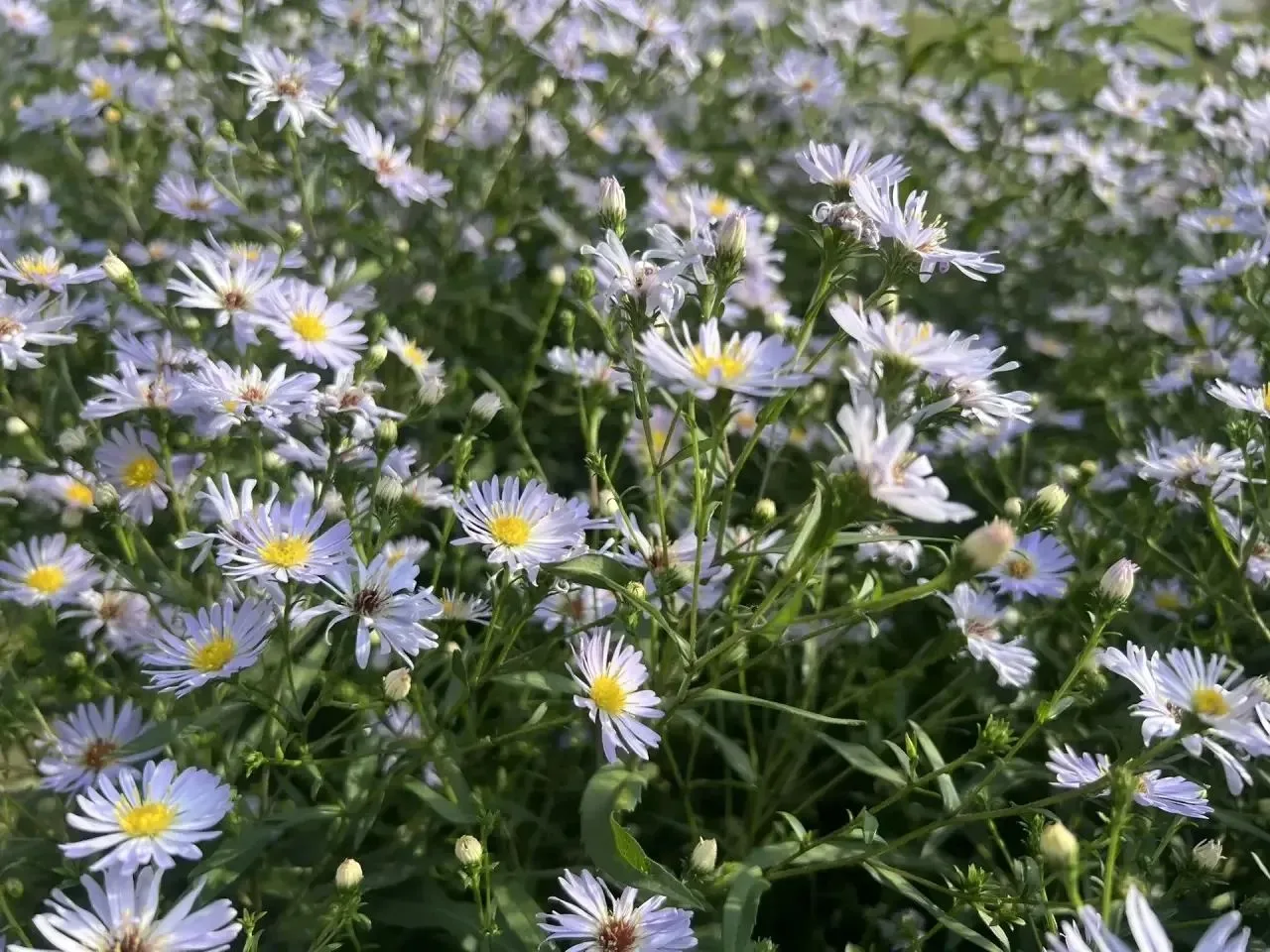 🌱 Доброе утро, Луховицы!