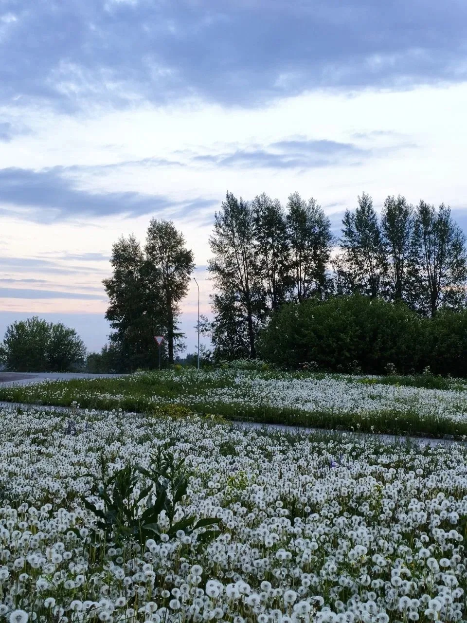 Июнь... Жёлтые одуванчики меняют свой наряд на серебристый! 

🤗Вы когда-нибудь задумывались, как уд