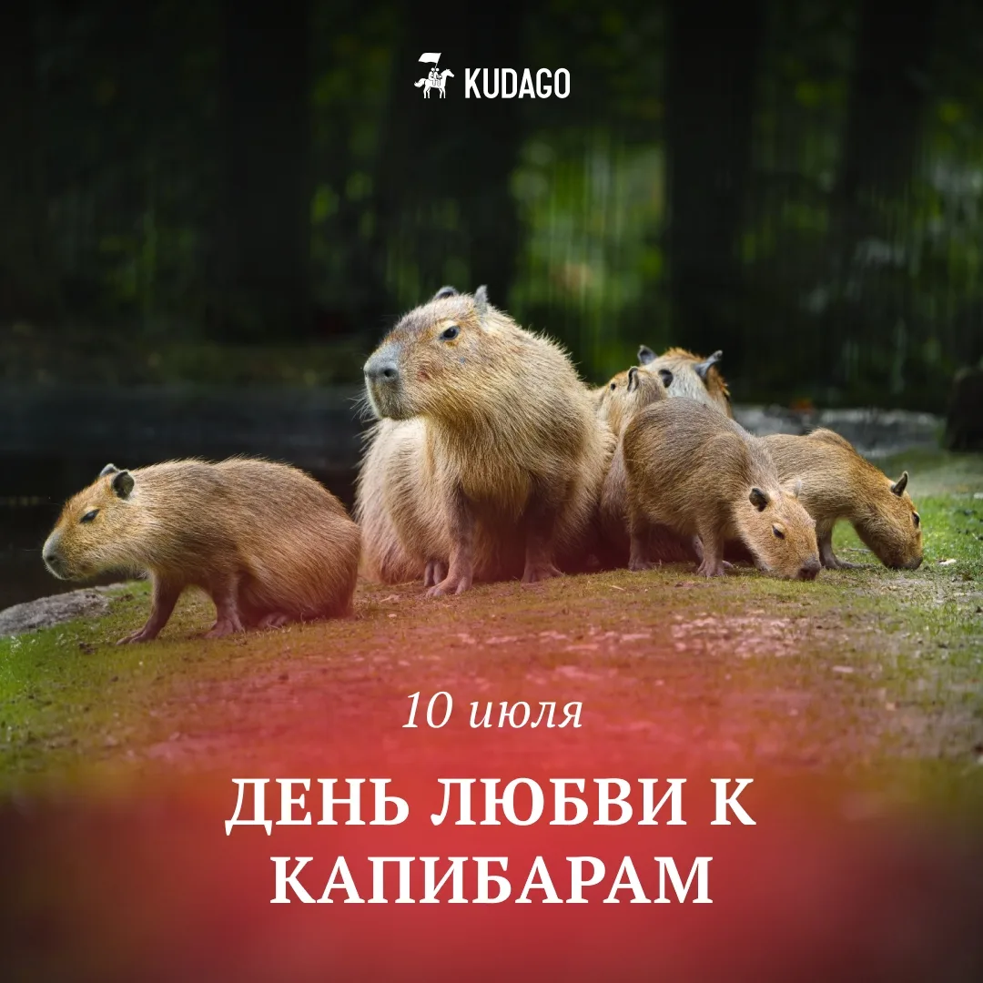 Сегодня — День любви к капибарам