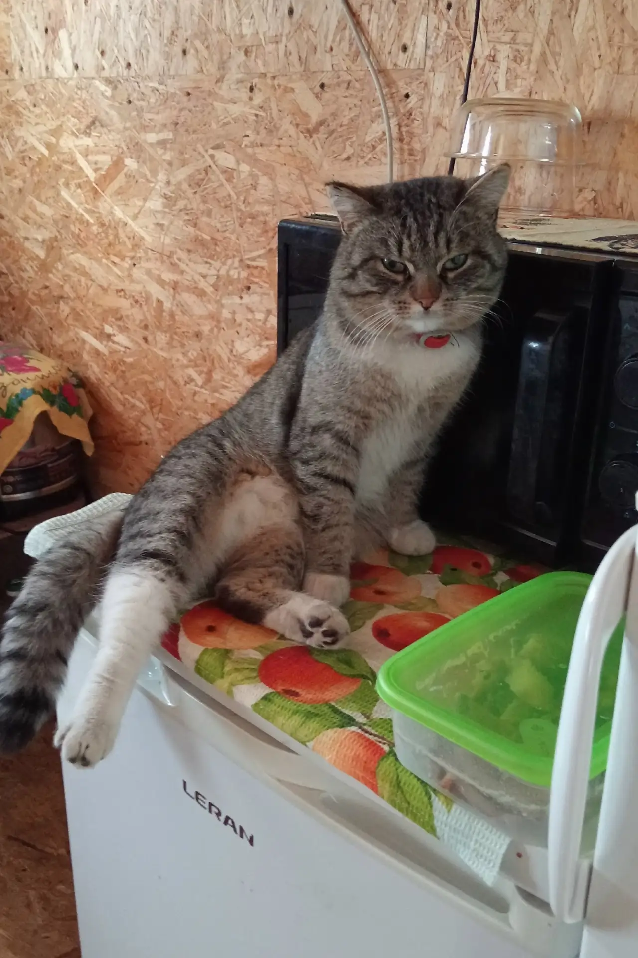 Продолжаю поиски нашего члена семьи 😺 котика Севера!!! 
Максимальный репост!!!? 
Помогите пожалуйст