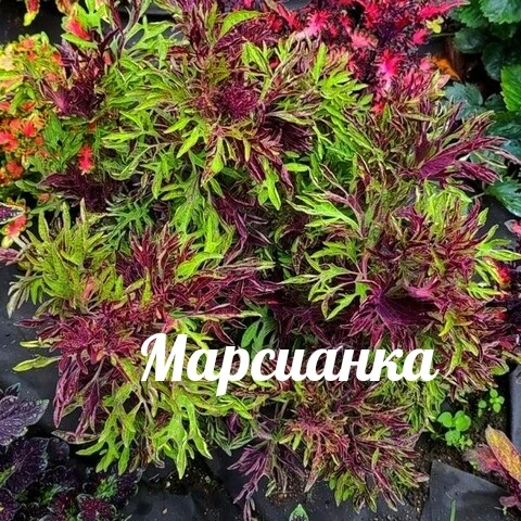 Марсианка