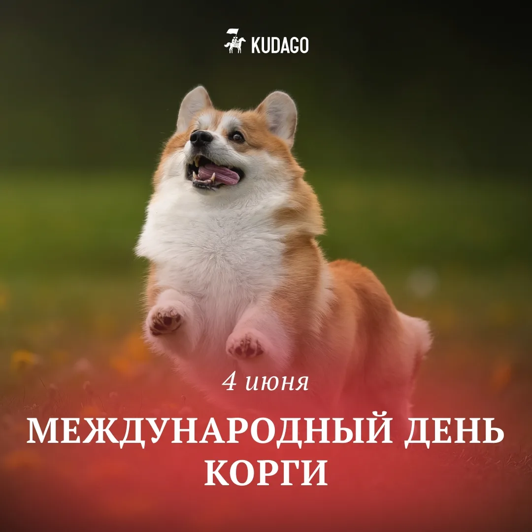Сегодня — Международный день корги