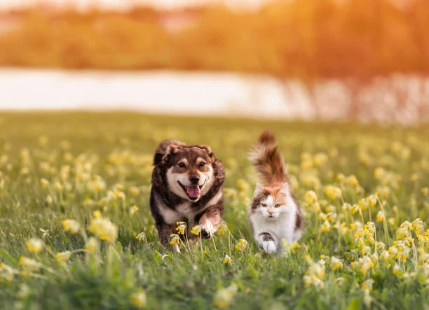 🐕☘Лето — не только время долгих прогулок и радости для собак и кошек, но и период макс...