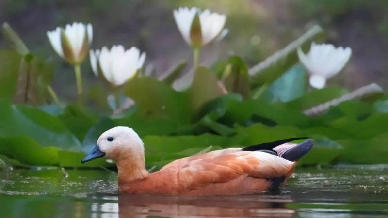 🤩 В «Сокольниках» все чаще встречают огарей