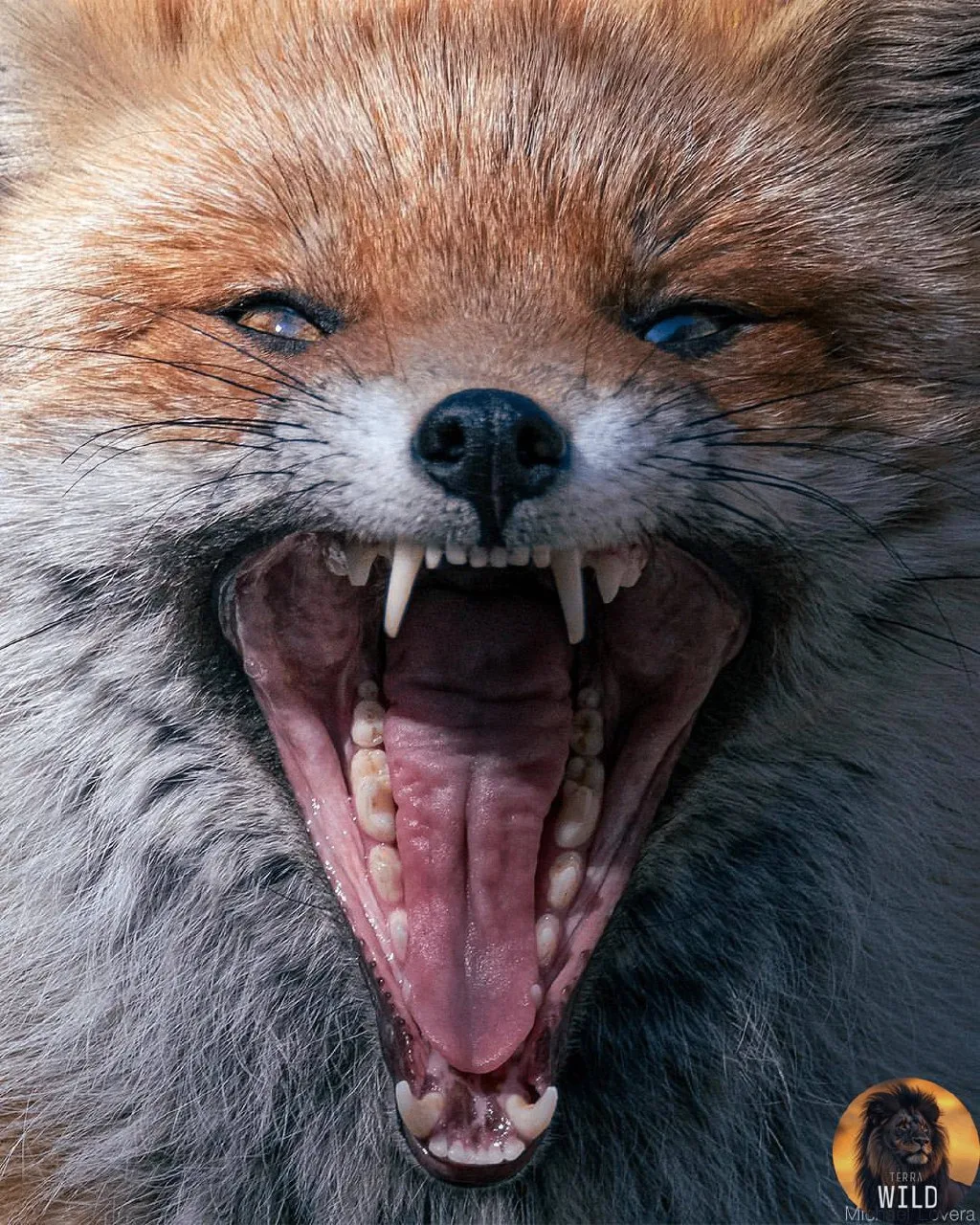 🦛 Интересный факт: