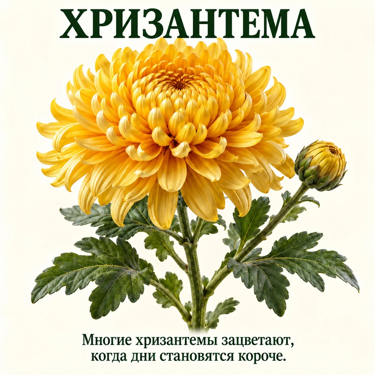 9 ОСЕННИХ ЦВЕТОВ 🍂