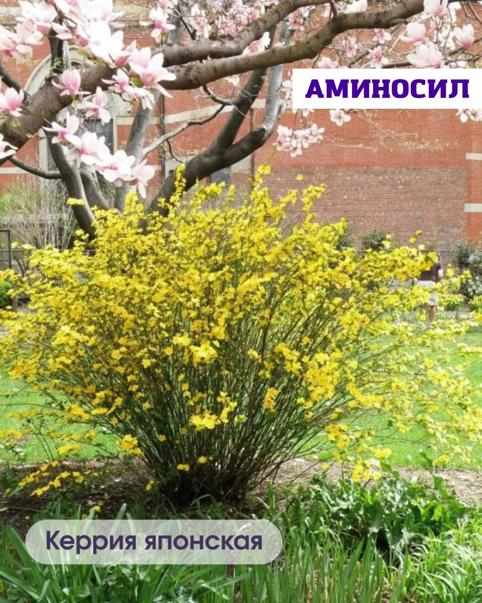 🌿 5 неприхотливых кустарников, которые мгновенно преобразят ваш сад  Хотите, чтобы участок выглядел 