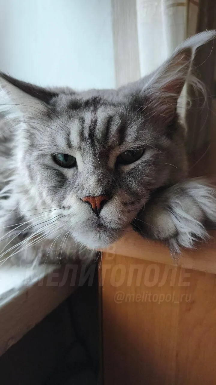 Подписчица из Запорожской области прислала фотографию своего кота Изюма