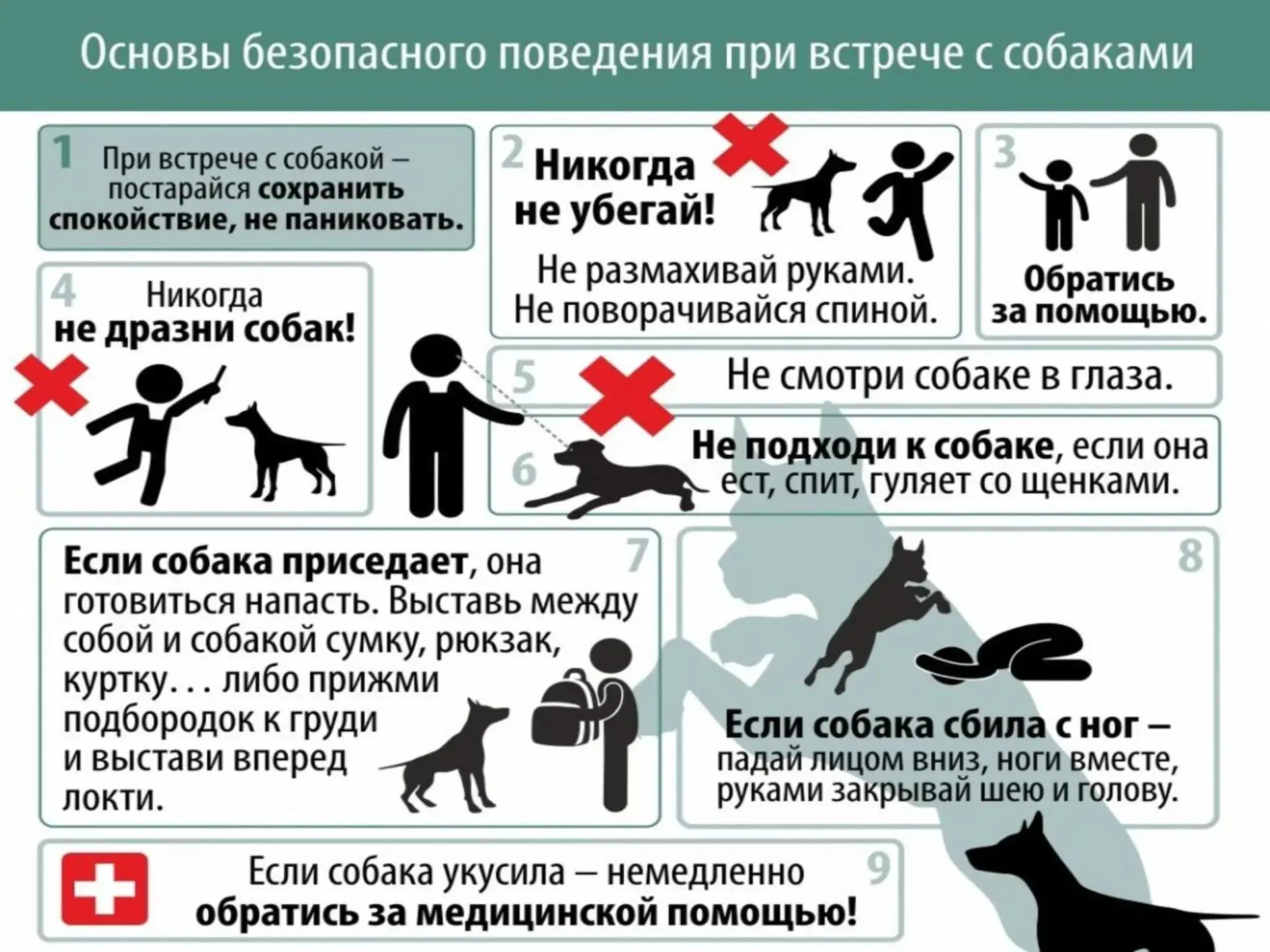 Основы безопасного поведения при встрече с собаками