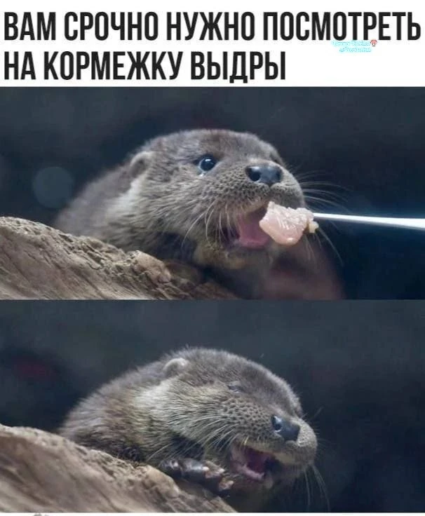 Ну их нафик эти новости — будем смотреть на кормёжку выдры🤗