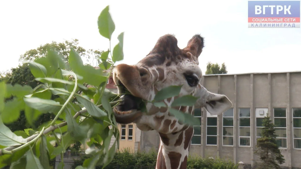 🦒Калининградский зоопарк приглашает на показательные кормления жирафа Табо.

📆Каждый четверг в 11: