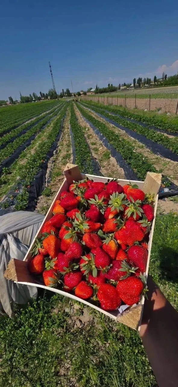 ДОБРЫЙ ДЕНЬ УВАЖАЕМЫЕ ПОКУПАТЕЛИ ! 🌞ПРИНИМАЕМ ЗАКАЗЫ НА СВЕЖУЮ СЛАДКУЮ КЛУБНИКУ 🍓 🍓 🍓 ВЫРАЩЕННУЮ ПОД