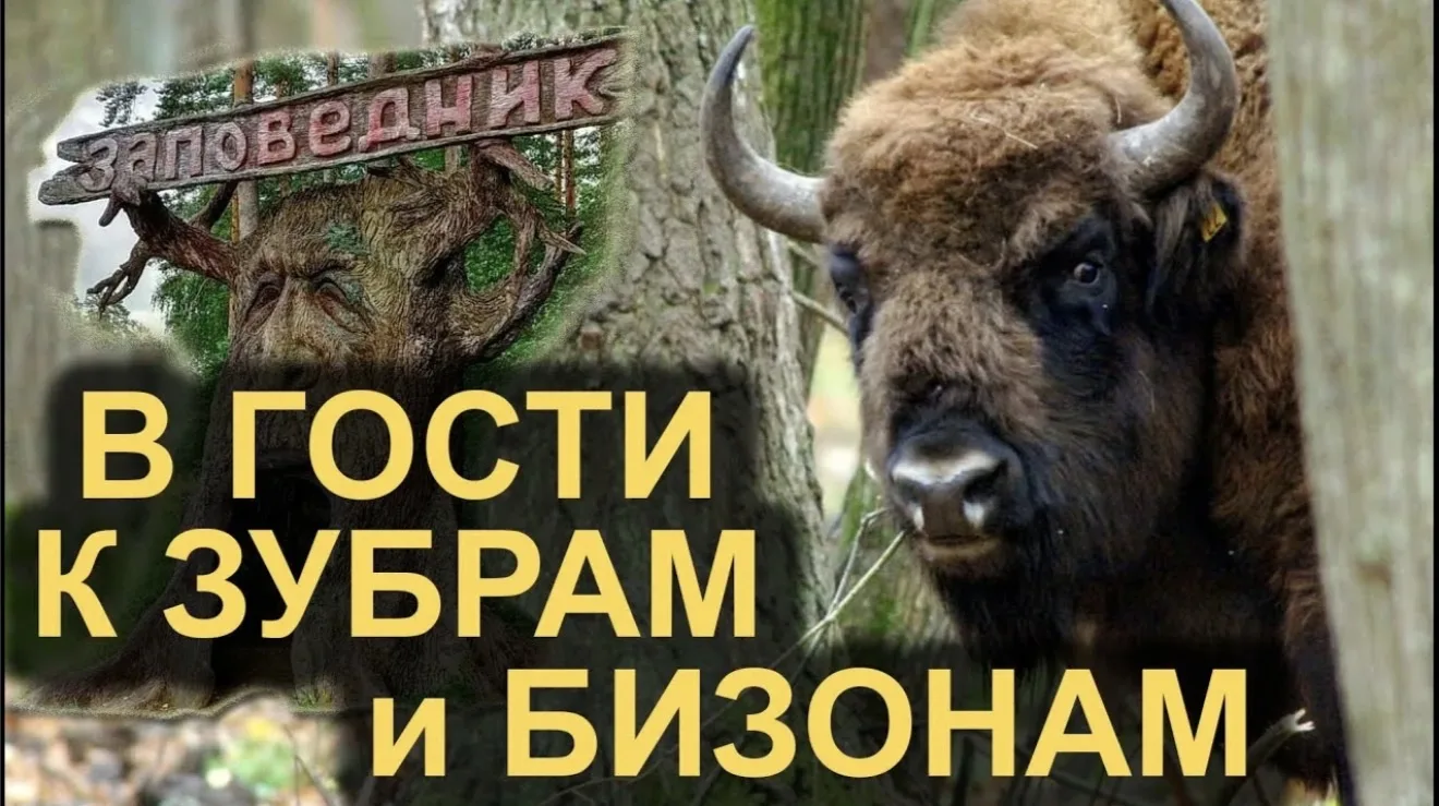 В гости к царям леса