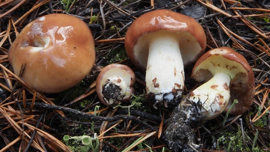🍄 Внимание, жители Чувашии! 🍄