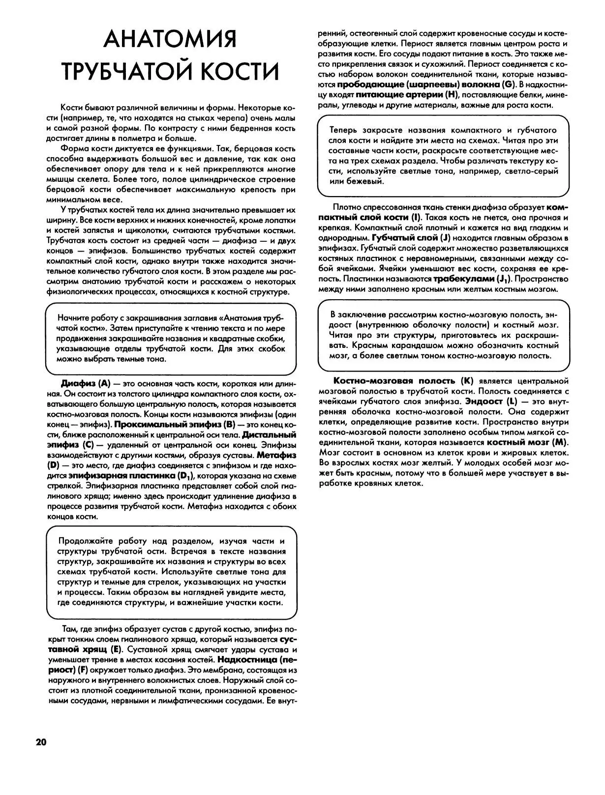 Анатомия трубчатой кости