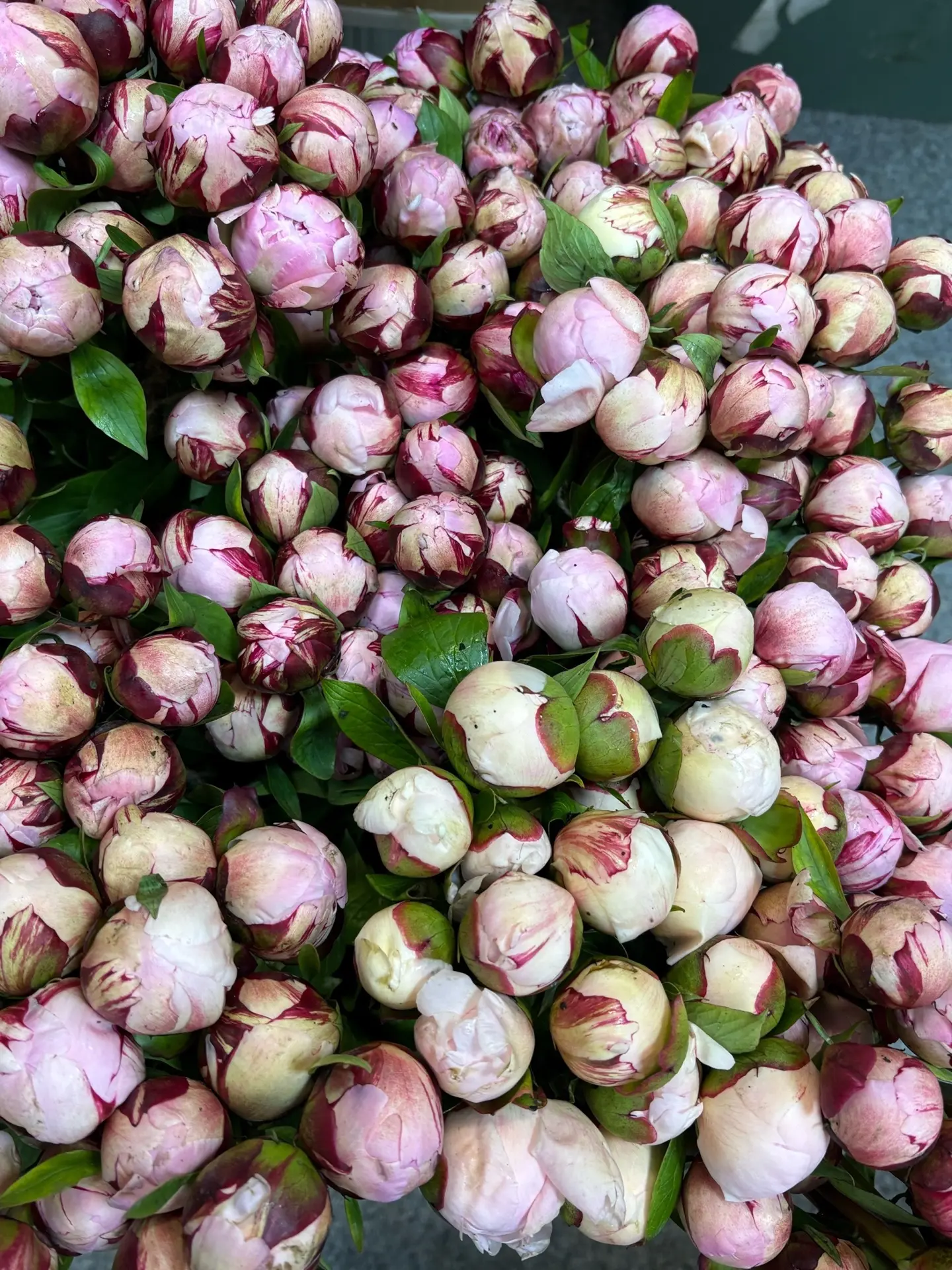 Друзья, поступили пионы🌷