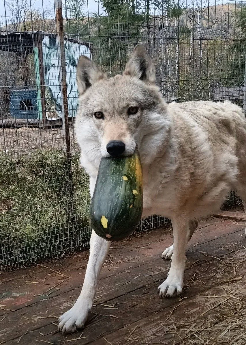 Кабачок нада? Утро доброе 😁 На фото запасливая волчица Дашка из Сибирского зоопарка.